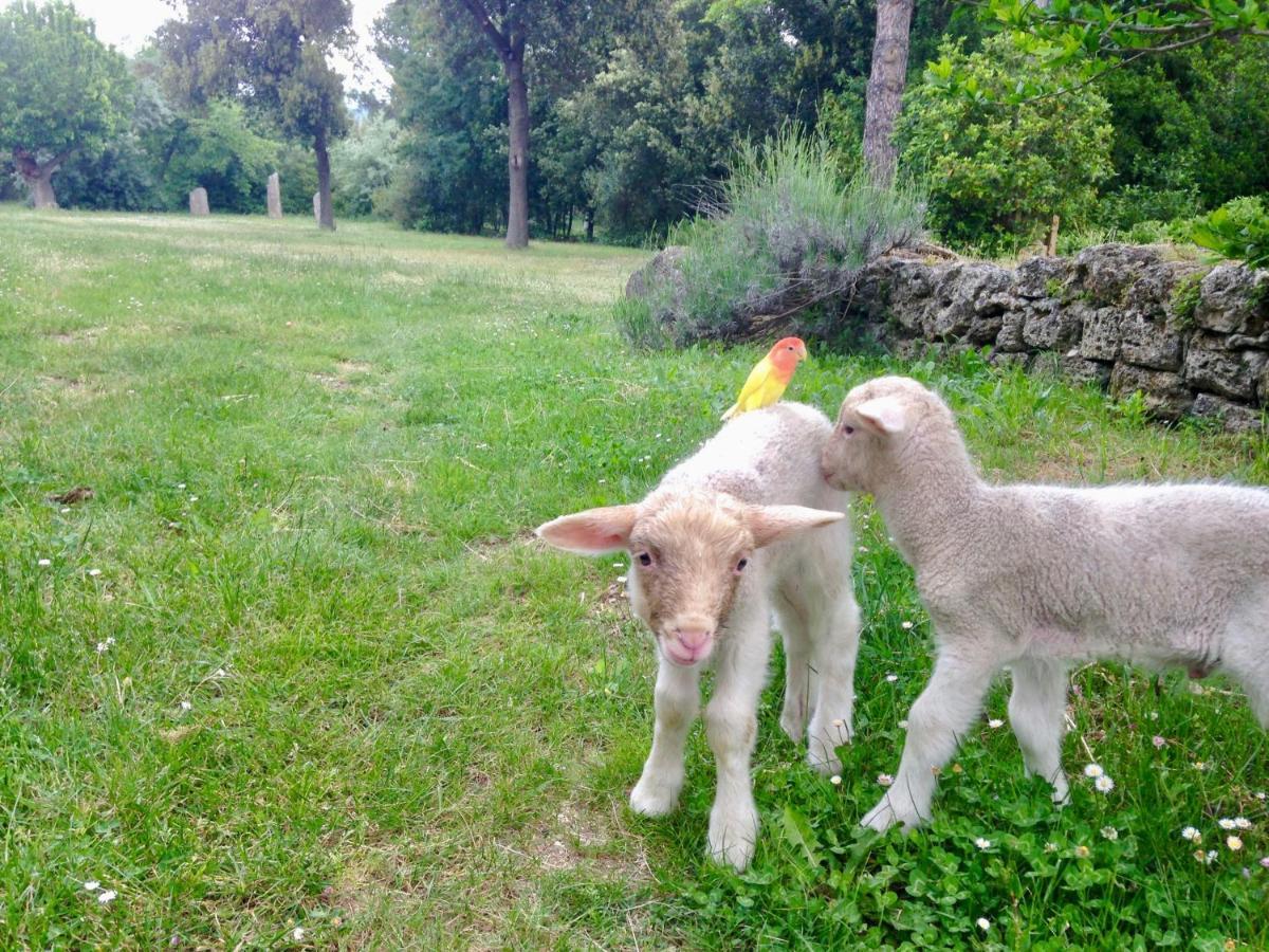 Agriturismo "Borgo Madonna Degli Angeli" - Charming Cottages In The Gardens ! Tocco da Casauria Buitenkant foto